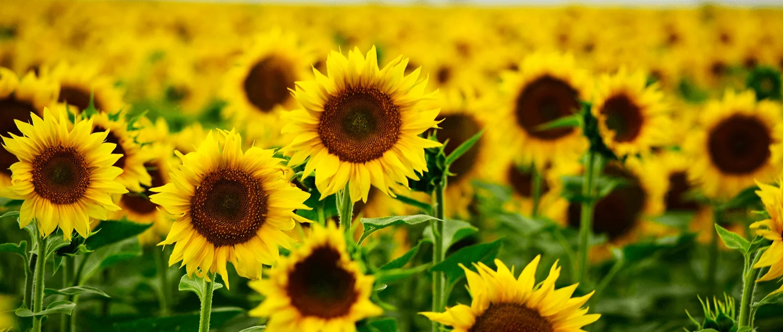 Feld mit Sonnenblumen