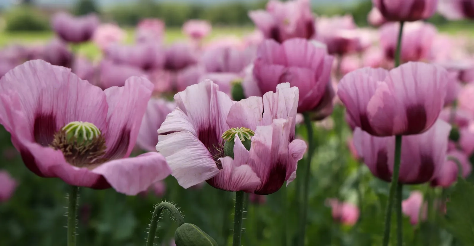 Keyaniyan_Produkte_Blaumohn
