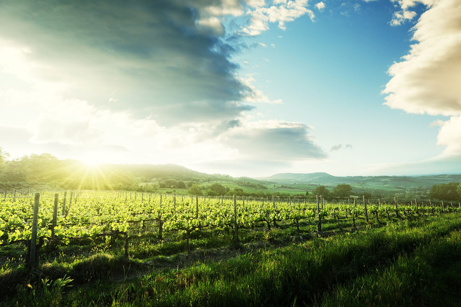 Keyaniyan_Ethik_Landschaft mit Reben Landschaft mit Reben bei Sonnenaufgang